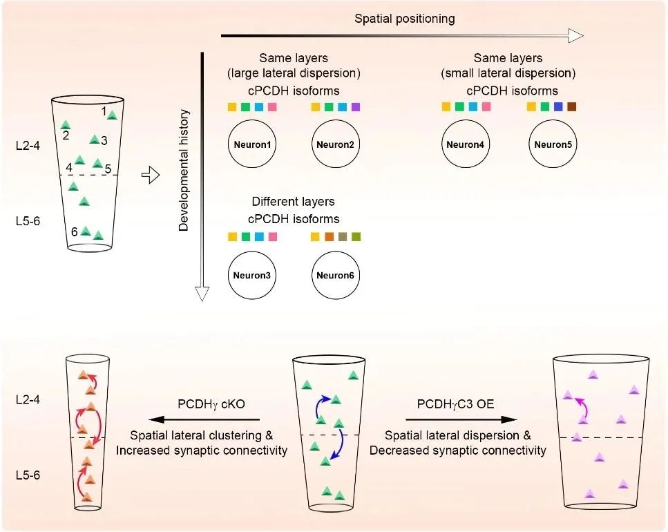 progenitors翻译_progenitor翻译_progenitor