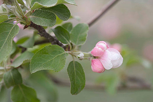 肯_肯豆_肯