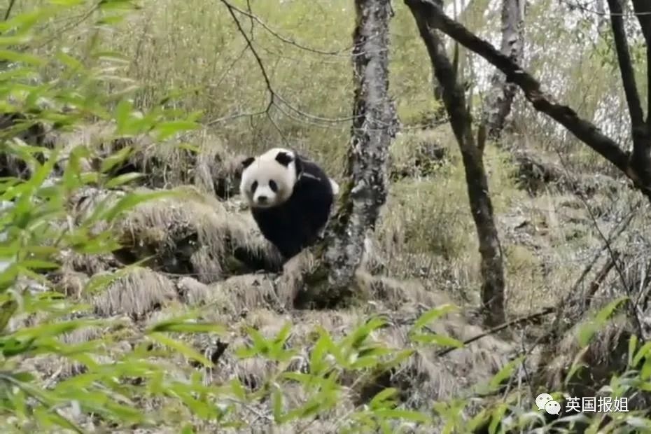 自作多情是什么意思_自作多情_多一点自知之明少一点自作多情