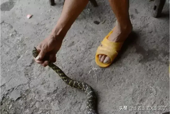 打蛇打七寸_打蛇打七寸_打蛇打七寸
