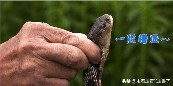 打蛇打七寸_打蛇打七寸_打蛇打七寸