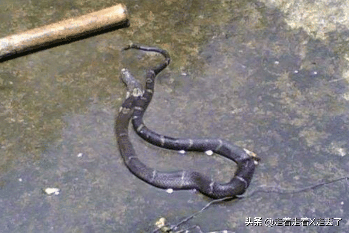 打蛇打七寸_打蛇打七寸_打蛇打七寸