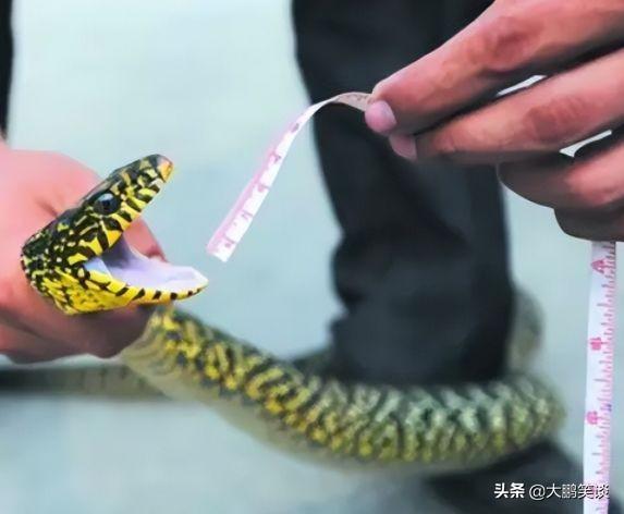 打蛇打七寸_打蛇打七寸_打蛇打七寸