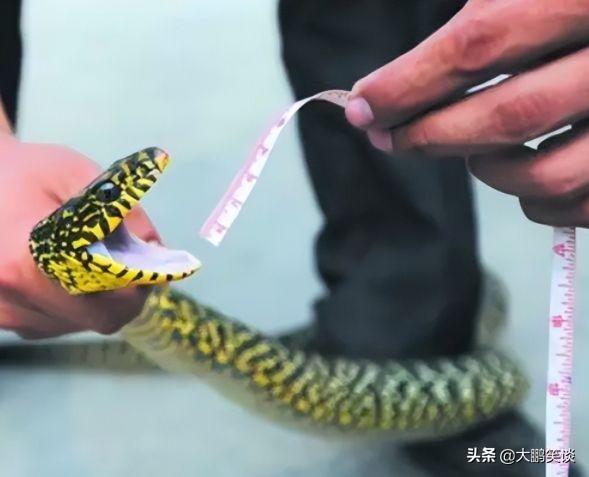 打蛇打七寸_打蛇打七寸_打蛇打七寸