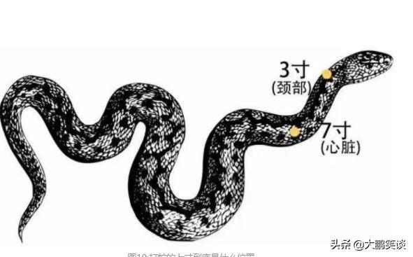 打蛇打七寸_打蛇打七寸_打蛇打七寸