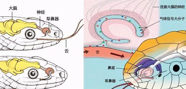 打蛇打七寸_打蛇打七寸_打蛇打七寸