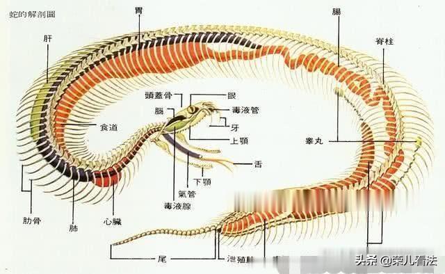 打蛇打七寸_打蛇打七寸_打蛇打七寸