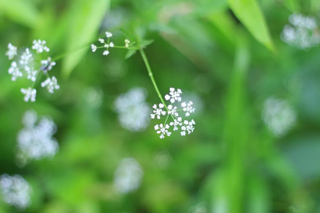 修身养性_怎么养性修身_养性修身的诗词