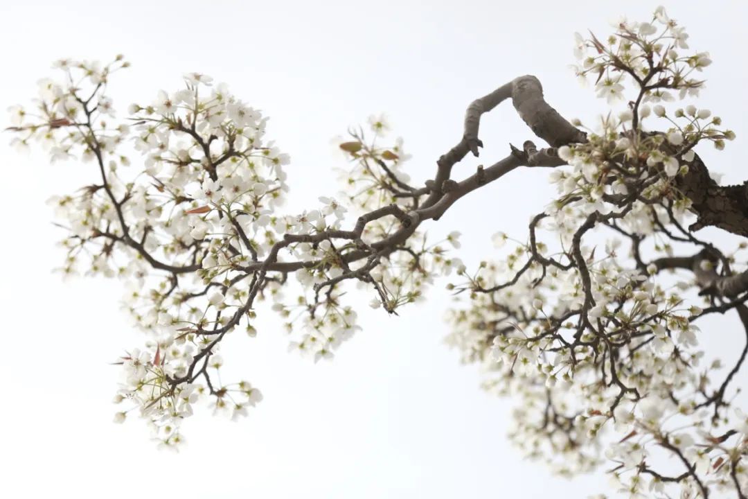 白鹿_白_白敬亭