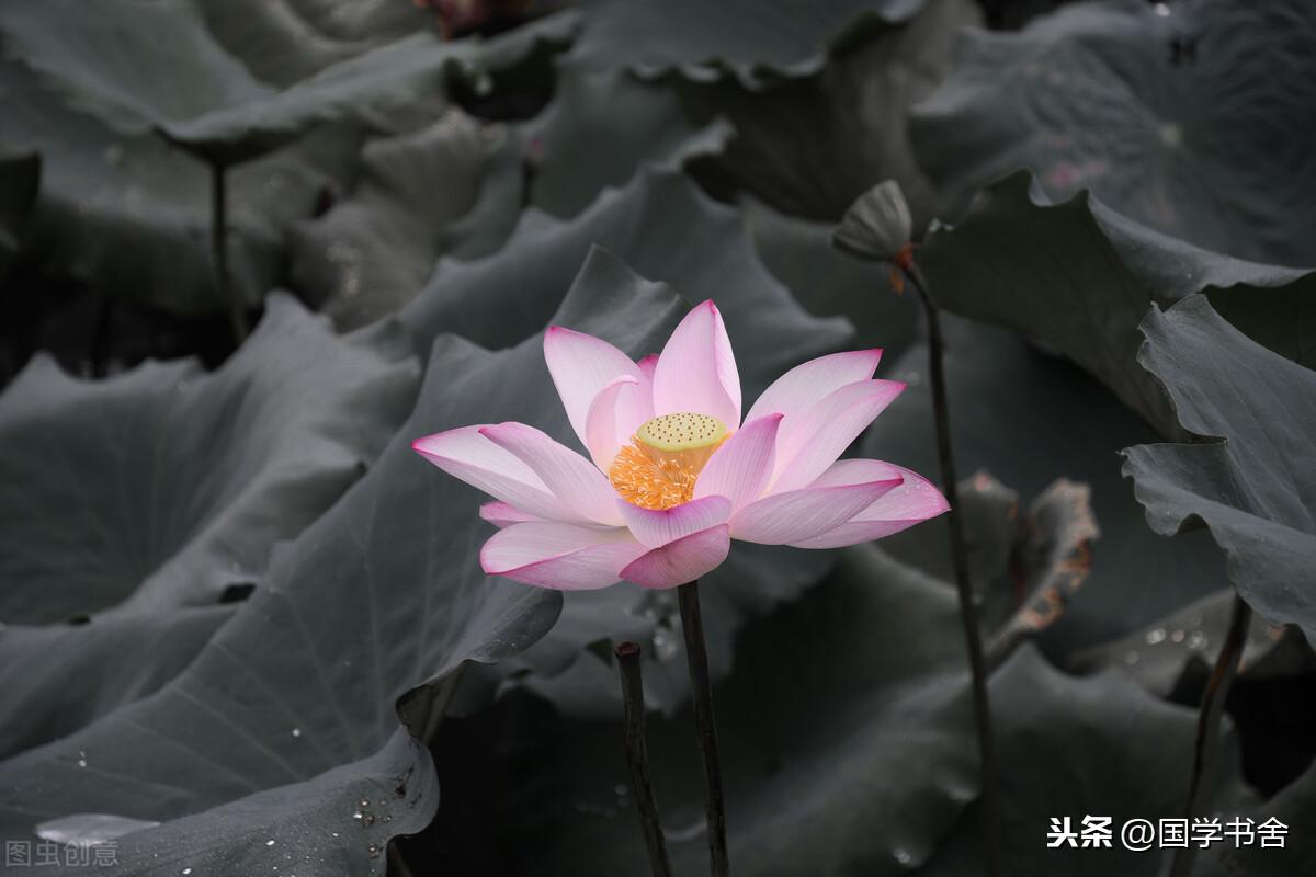 避实就虚_避实什么什么_根之罅实以虚壤翻译