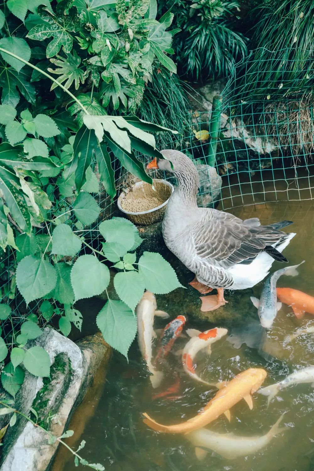 湖西子奶茶_西子湖_湖西子妹制造人
