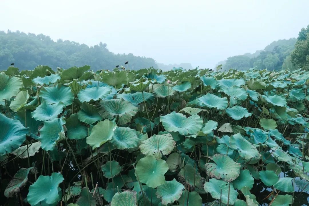 湖西子奶茶_湖西子妹制造人_西子湖