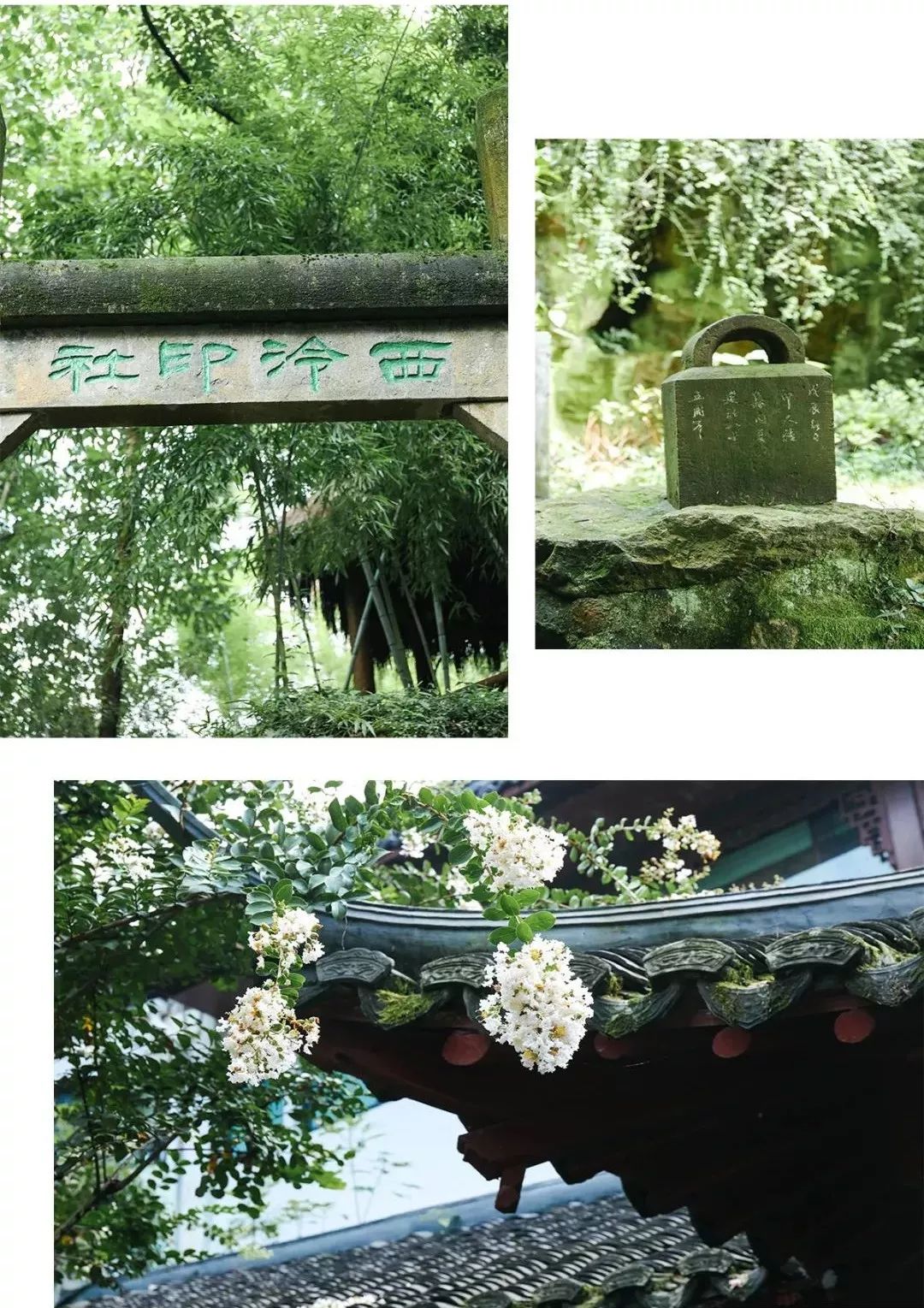 湖西子妹制造人_西子湖_湖西子奶茶