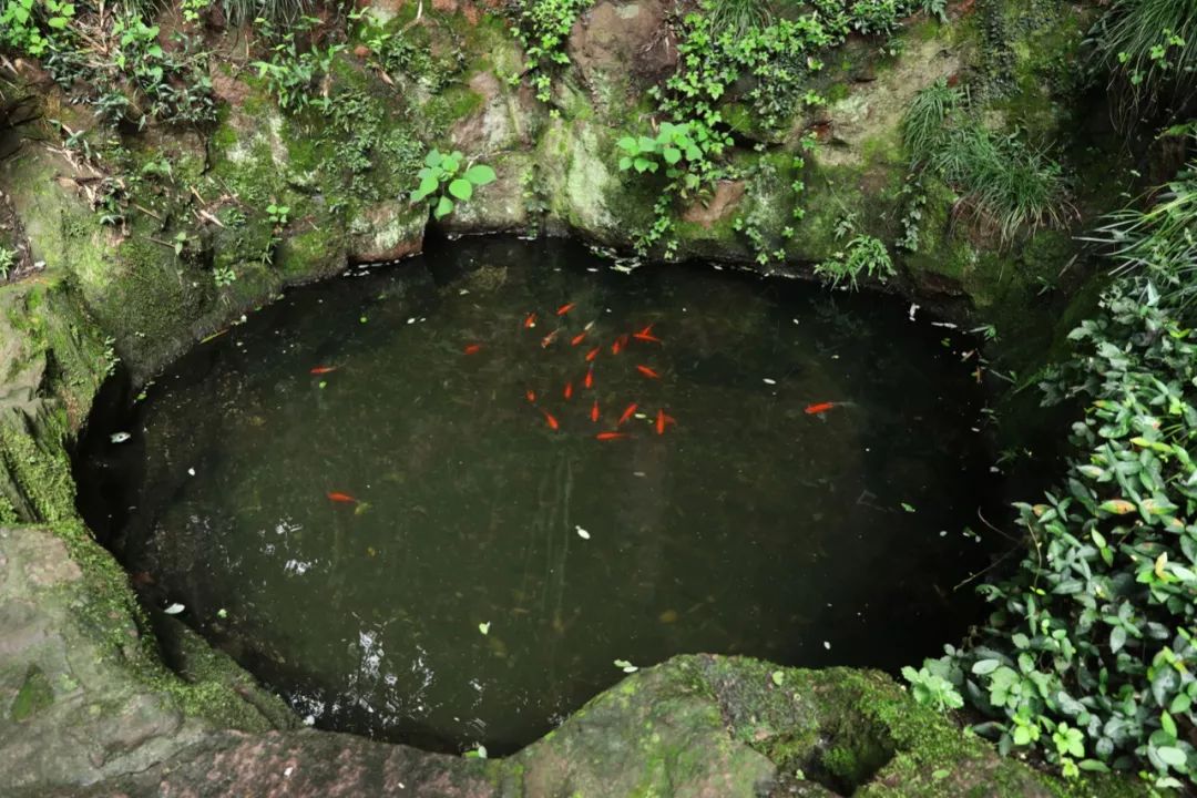 西子湖_湖西子妹制造人_湖西子奶茶