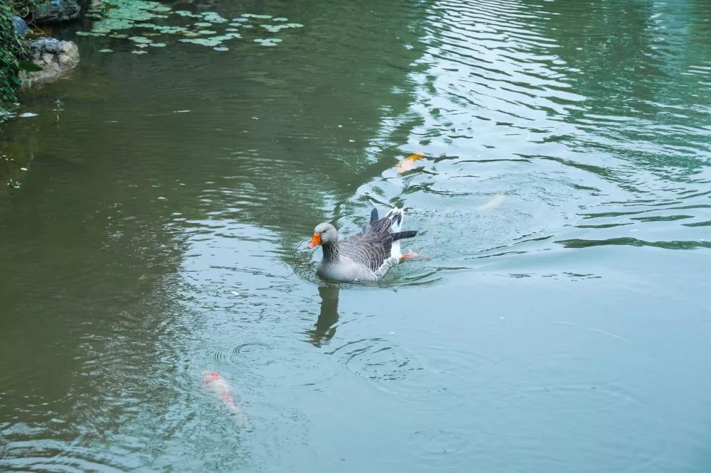 湖西子妹制造人_西子湖_湖西子奶茶