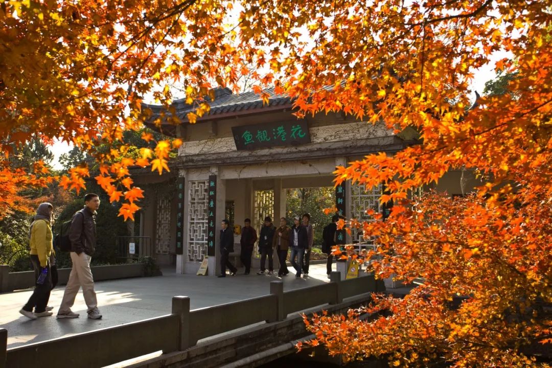 湖西子妹制造人_西子湖_湖西子妹制造人是谁