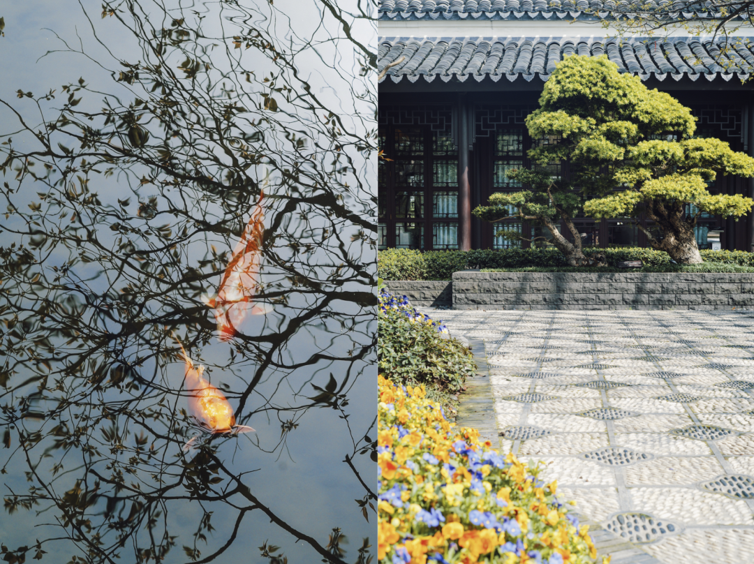 西子湖_湖西子妹制造人是谁_湖西子妹制造人