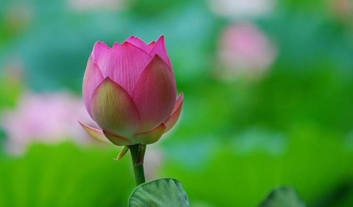 避实就虚_根之罅实以虚壤_避虚实的成语