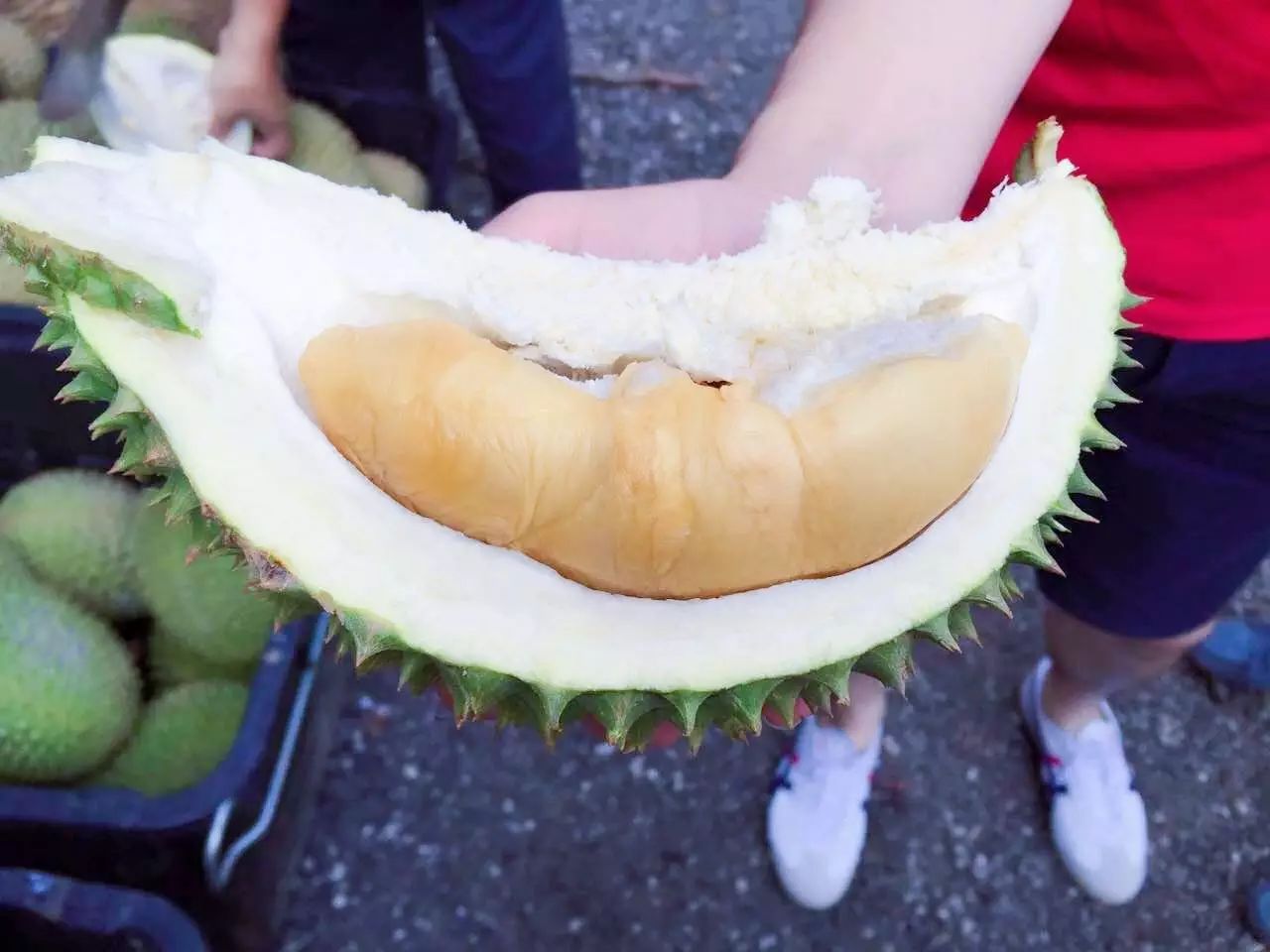 苏丹王和金枕什么区别_苏丹王榴莲哪里产_苏丹王