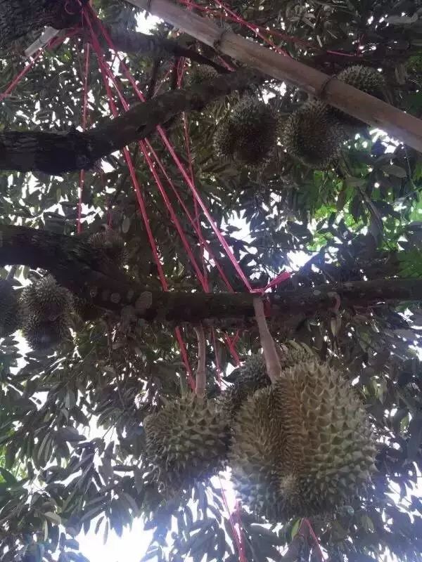 苏丹王榴莲哪里产_苏丹王和金枕什么区别_苏丹王