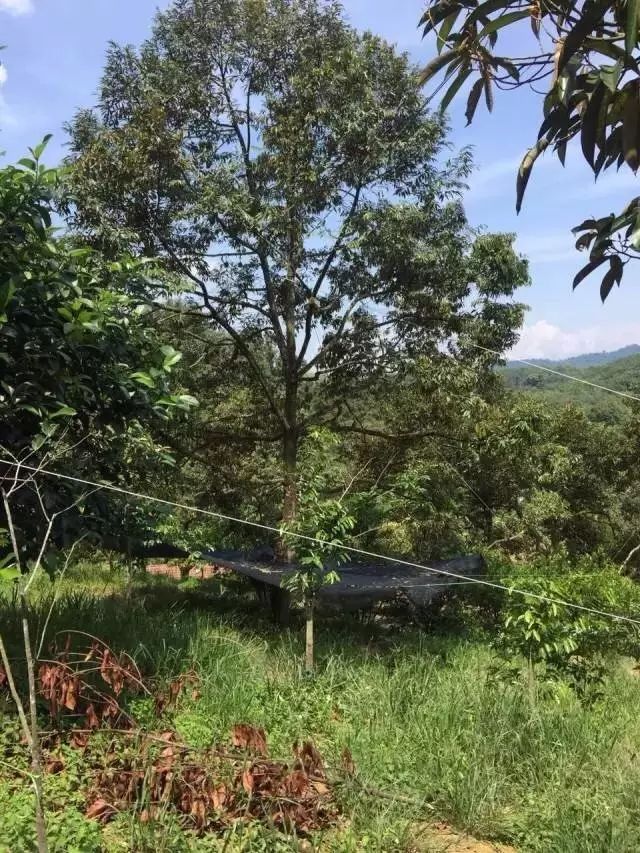 苏丹王和金枕什么区别_苏丹王榴莲哪里产_苏丹王