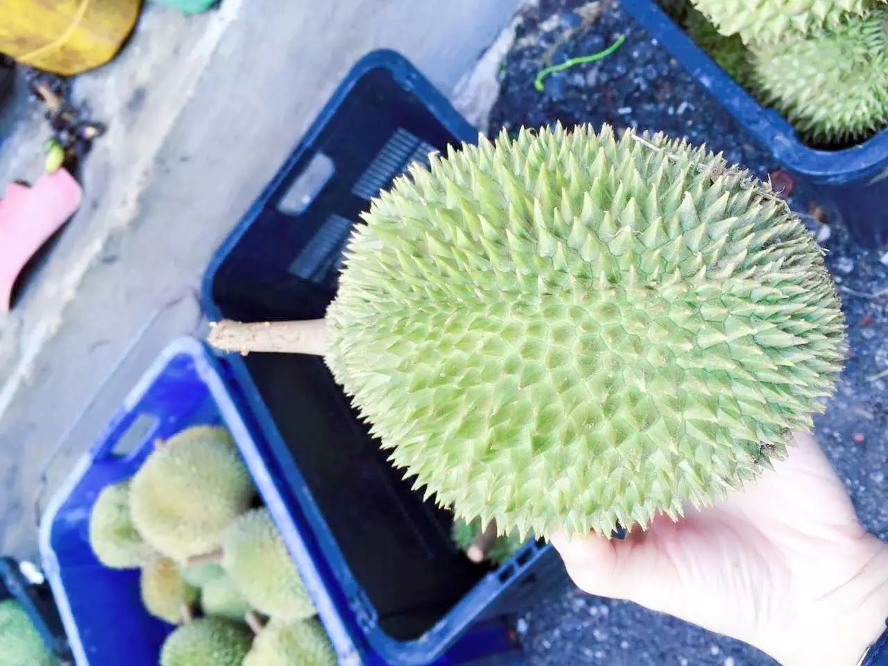 苏丹王和金枕什么区别_苏丹王_苏丹王榴莲哪里产