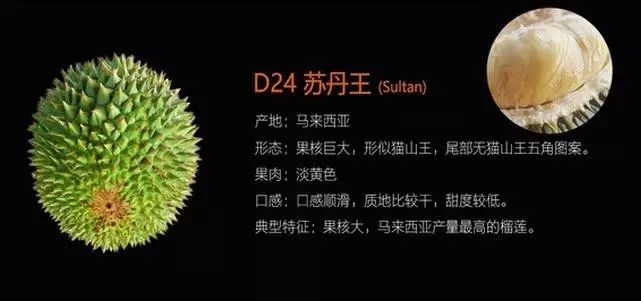 苏丹王_苏丹王和金枕什么区别_苏丹王榴莲哪里产