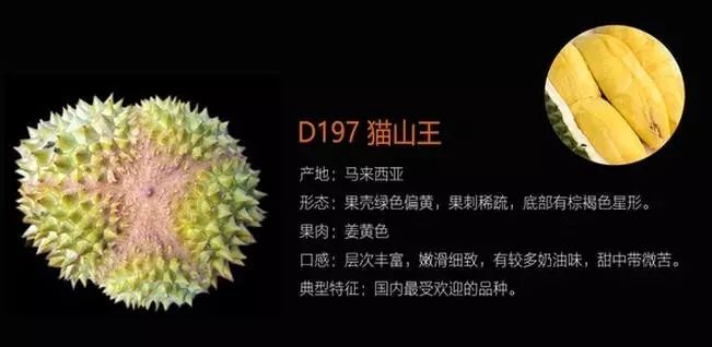 苏丹王_苏丹王和金枕什么区别_苏丹王榴莲哪里产