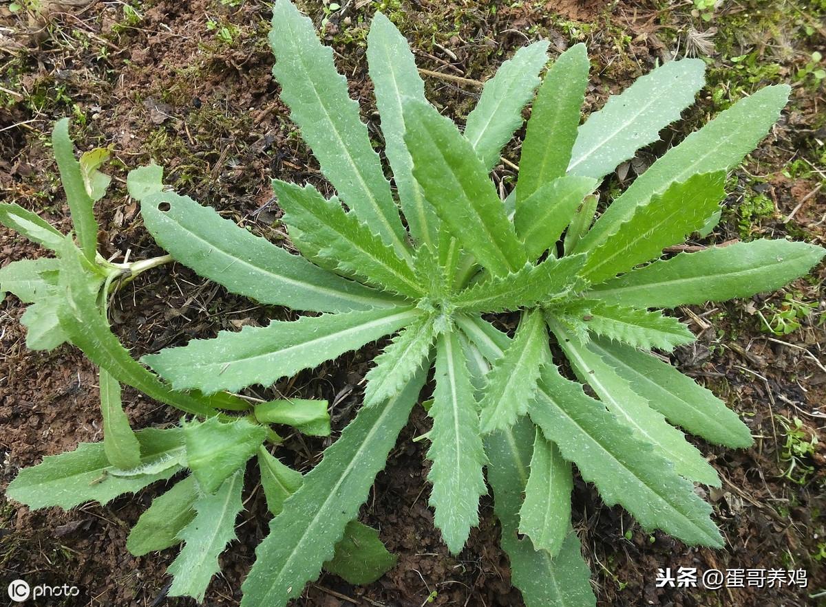 禽组词_禽流感_禽