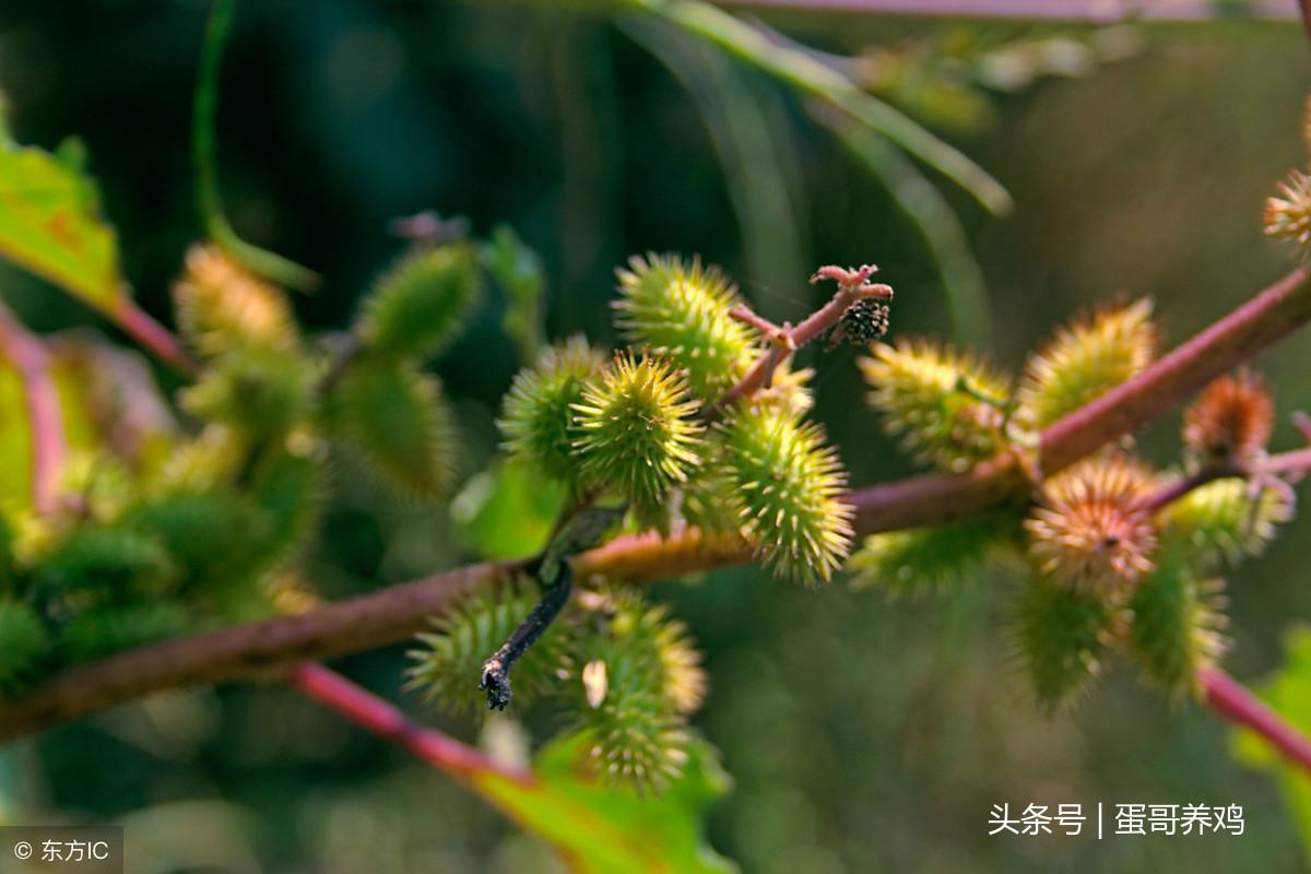 禽_禽组词_禽流感