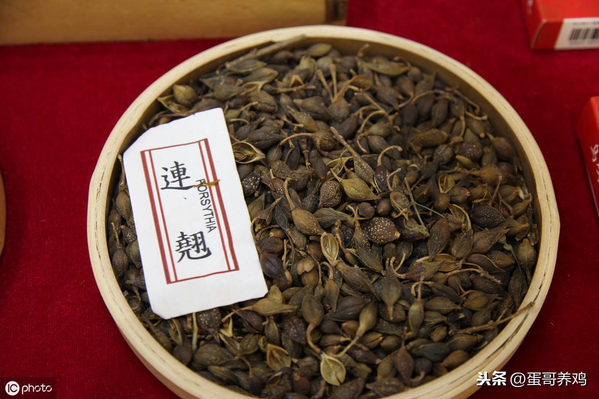 禽_禽组词_禽流感