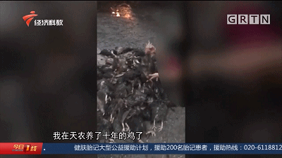 禽组词_禽流感_禽