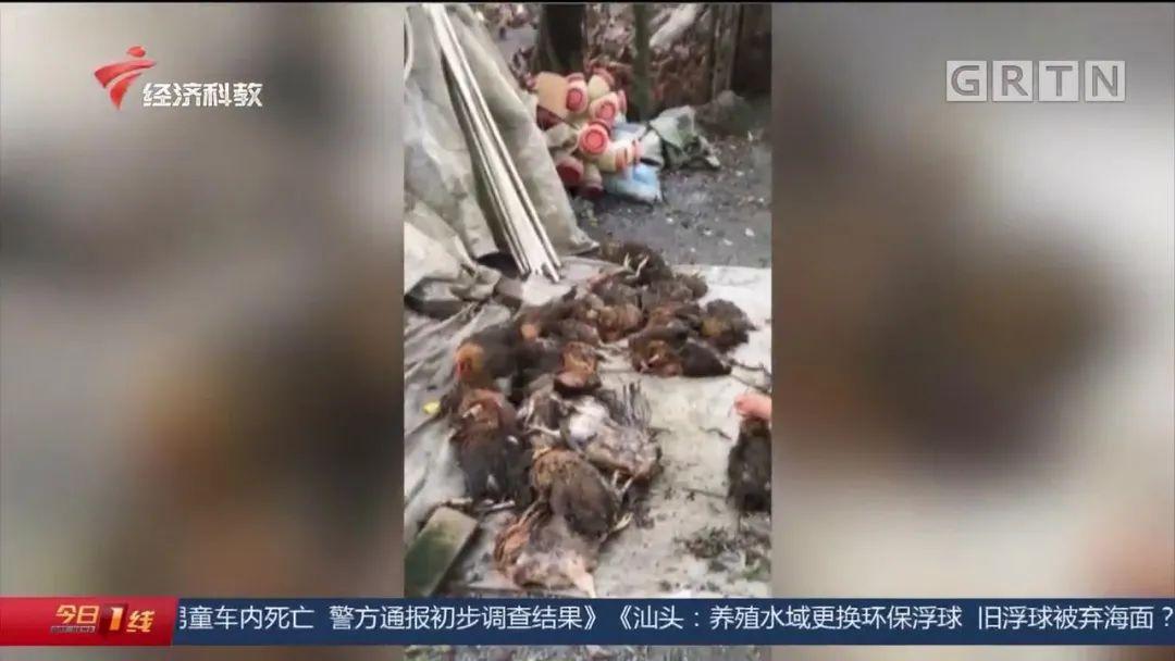 禽流感_禽组词_禽