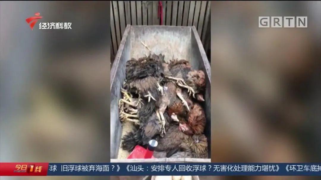 禽_禽流感_禽组词