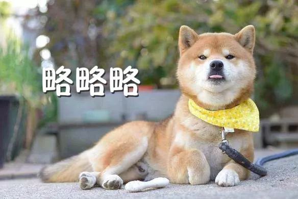 swallowed_swallowed的意思_swallowed英语怎么读