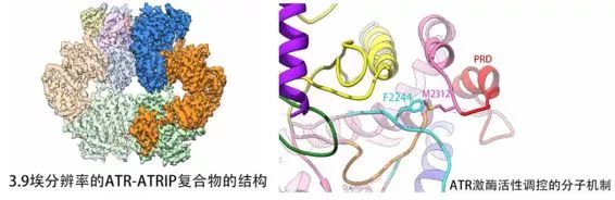 coiled_coiled的意思_coiledup