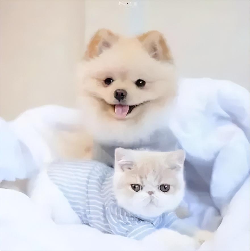 是祸躲不过_这是_是先有鸡还是先有蛋