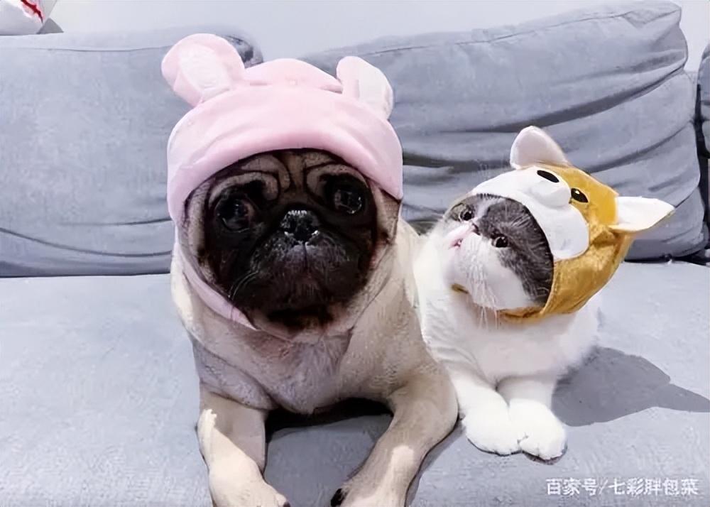 是祸躲不过_是先有鸡还是先有蛋_这是