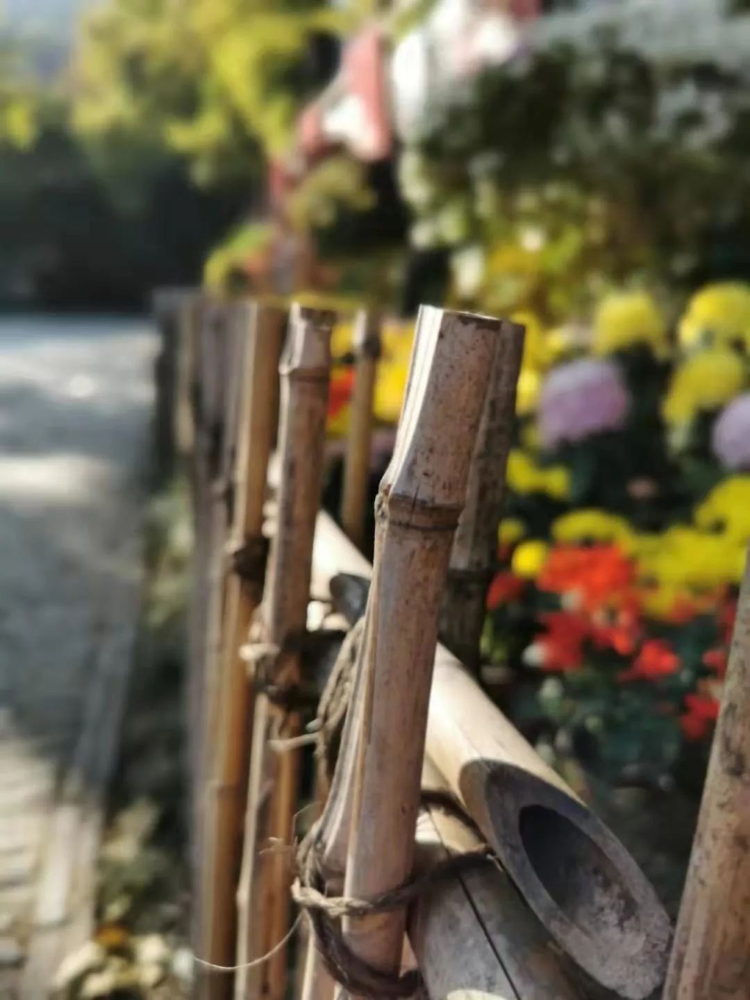 悲喜自渡_悲喜自渡季羡林_悲喜