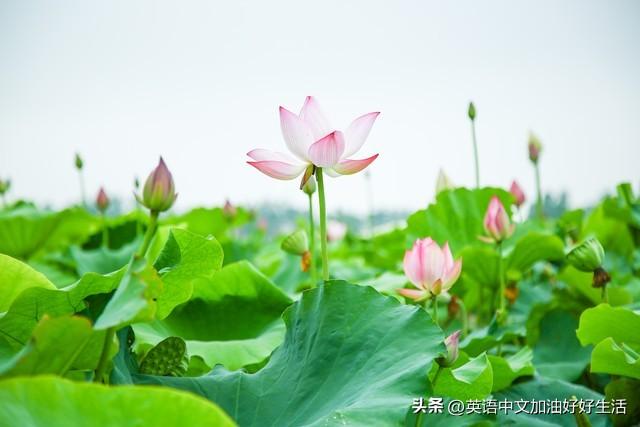 detours_detours是什么意思_detours怎么读