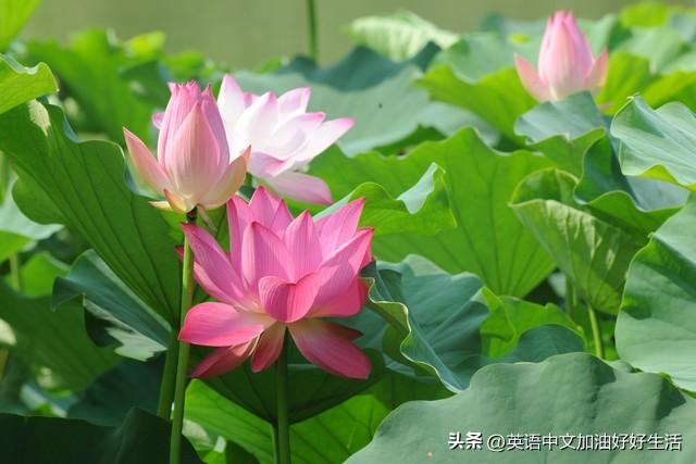 detours_detours怎么读_detours是什么意思