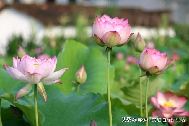 detours怎么读_detours_detours是什么意思
