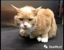 loafing翻译_loafingaround_loafing