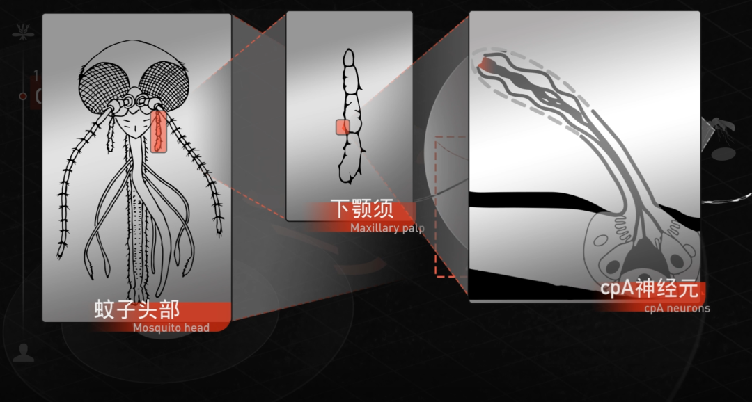 repellent词根_repellent附魔_repellent