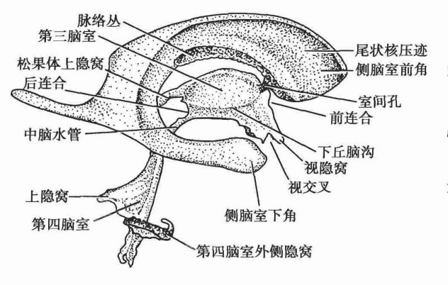 fissure翻译_fissure_fissure是什么意思