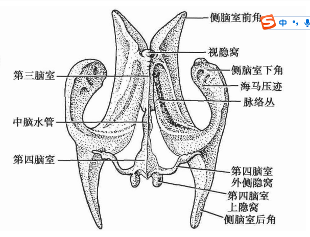 fissure_fissure是什么意思_fissure翻译