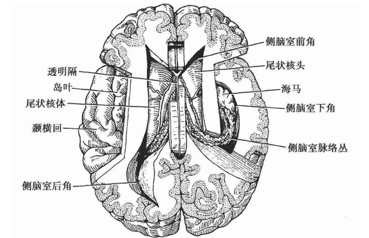 fissure_fissure翻译_fissure是什么意思