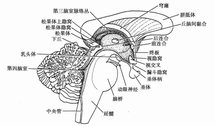 fissure_fissure翻译_fissure是什么意思