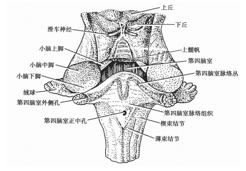 fissure_fissure翻译_fissure是什么意思