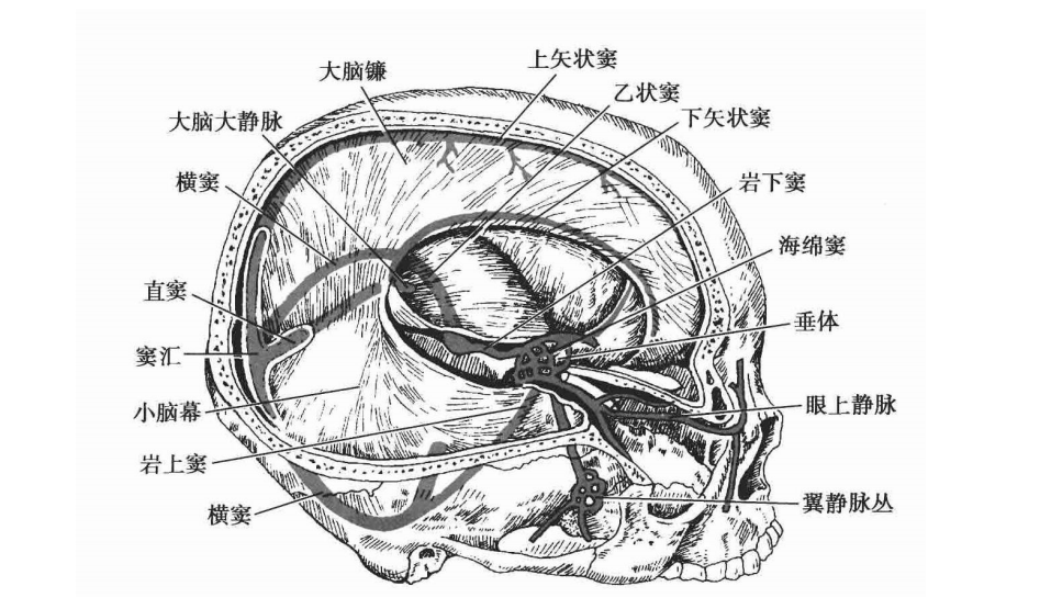 fissure翻译_fissure是什么意思_fissure